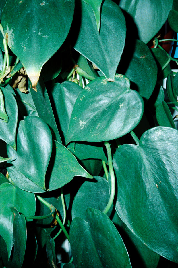 SAFELIGHT 200T - 35mm