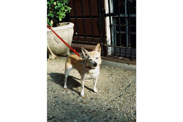 Lomography Color Tiger 110