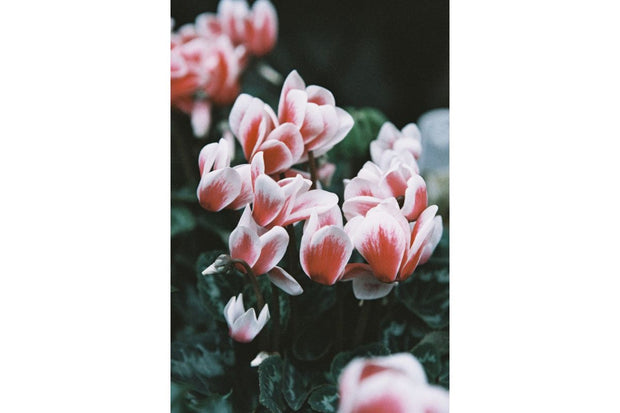 LOMOCHROME Color&